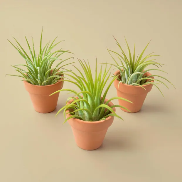 3 Tiny Air Plants with Mini Terracotta Pots