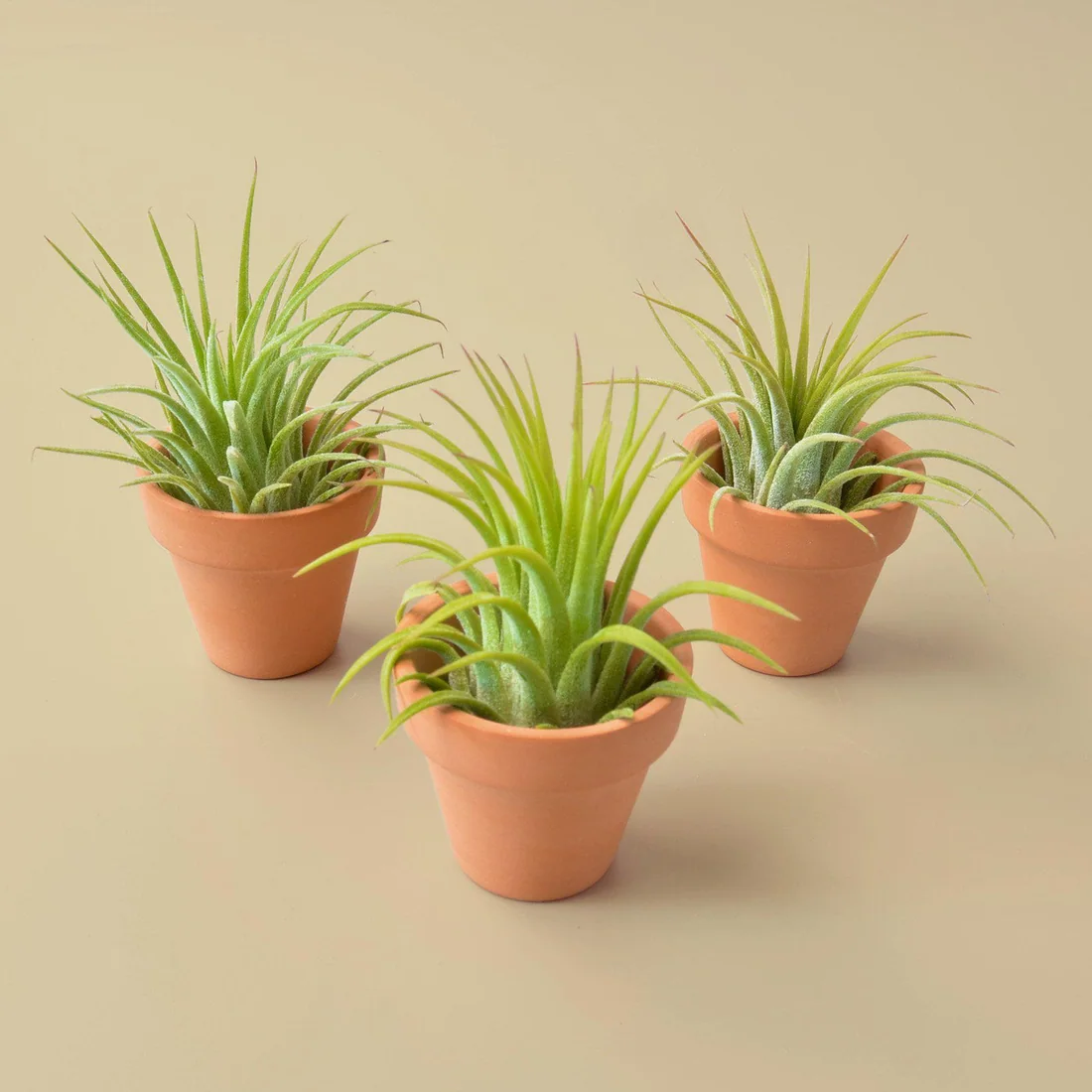 3 Tiny Air Plants with Mini Terracotta Pots