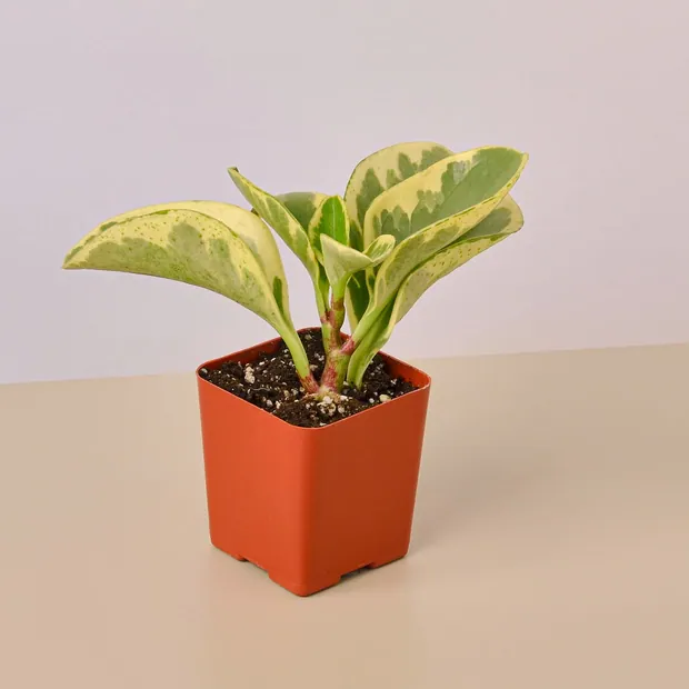 3" Tropical Plant Variety Bundle, view 3