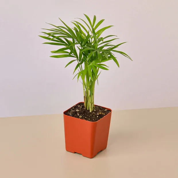 3" Tropical Plant Variety Bundle, view 5