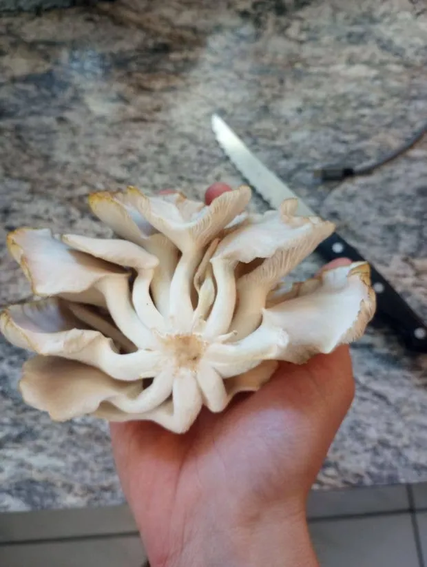 Blue Oyster Mushroom Growing Kit, view 3