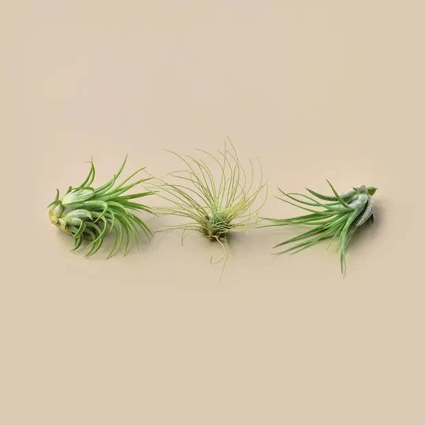 Large Air Plant Bundle, view 3
