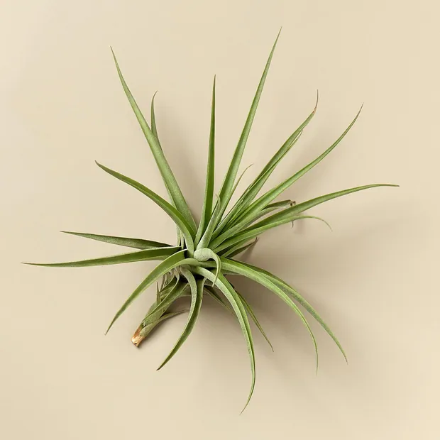 Large Air Plant Bundle, view 4
