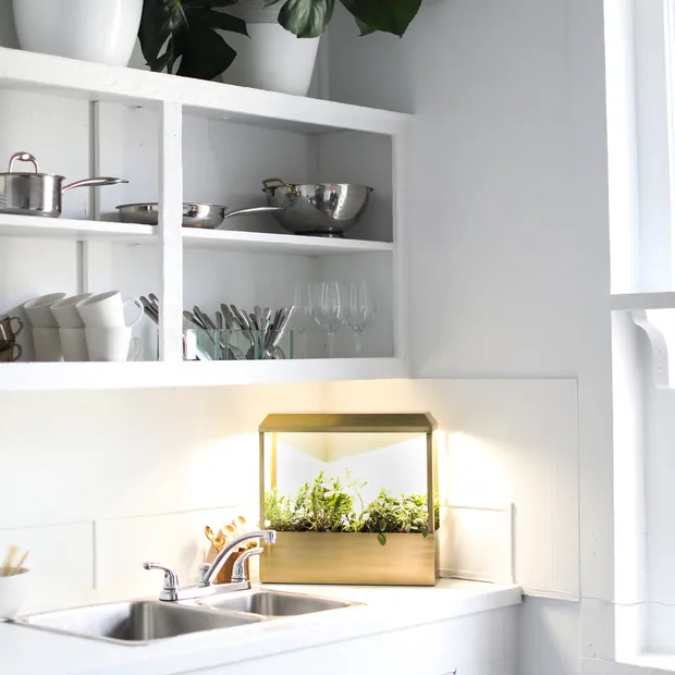 Smart Growhouse, view 5