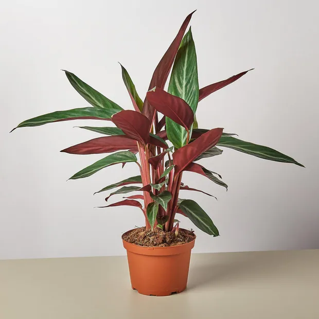 Stromanthe 'Sanguinea', view 4