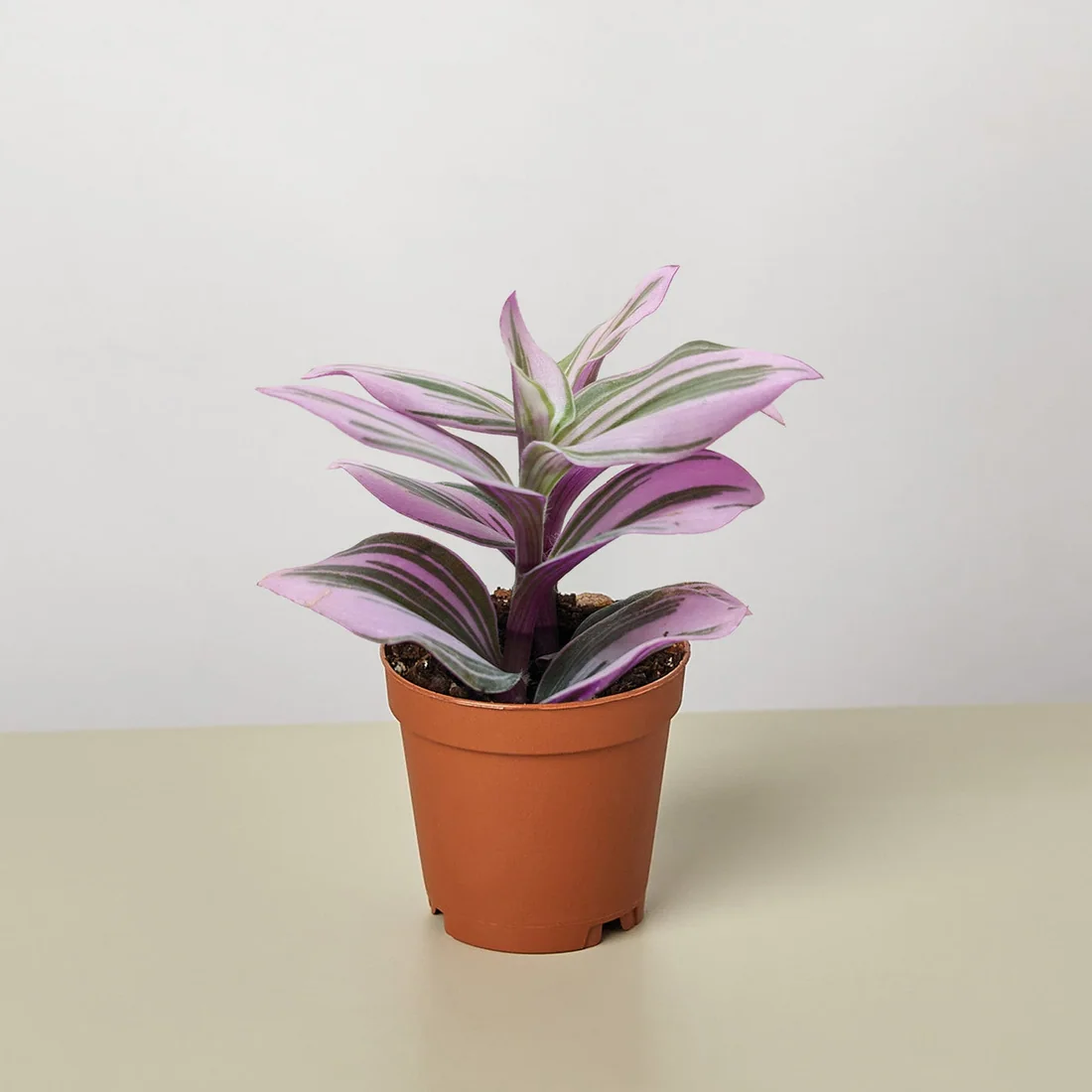 Tradescantia 'Nanouk'
